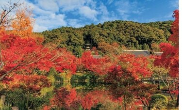 この紅葉を平安貴族も愛でていた「1000年の紅葉」5選　永観堂、嵐山から大原野神社まで