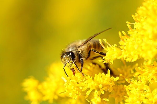 ミツバチが集めてくれたハチミツは、自然の恵みが詰まった究極のサプリメント