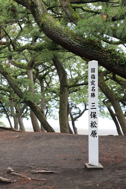 太い幹の松が生い茂る。松林を抜けると一面に駿河湾が現れ、北側には美しい富士山が拝める（撮影／松永卓也）