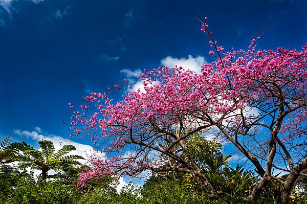 南国らしい晴れ渡った空、そして樹木と、美しい景観を見せる「寒緋桜」