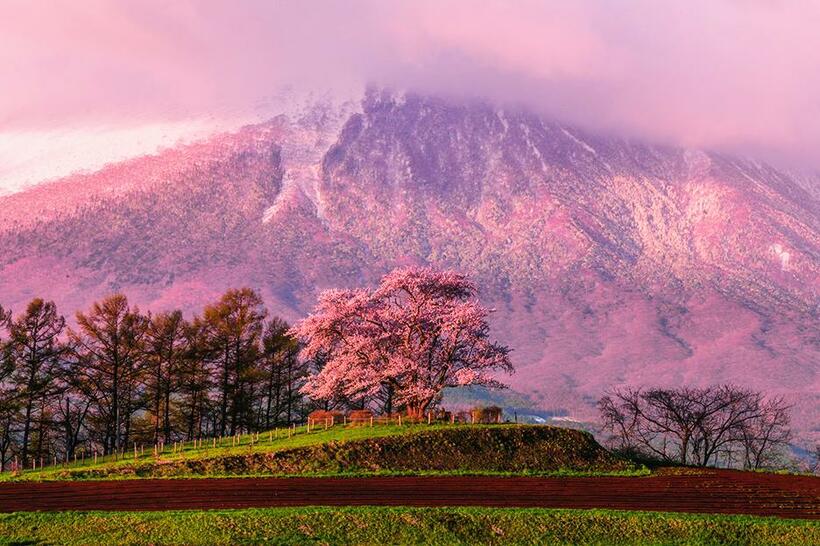 為内の一本桜を朝、北から南へのアングルで撮影