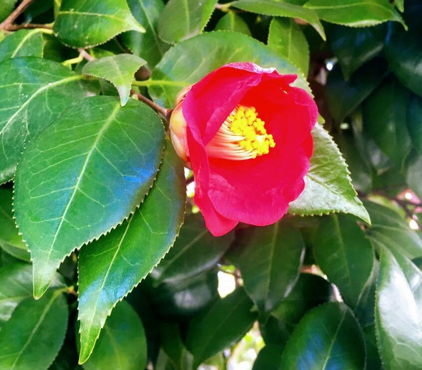 この時期は近所の椿を見て歩くのが楽しい。色も形も千差万別で勝手に名前をつけたくなる(本人提供)
