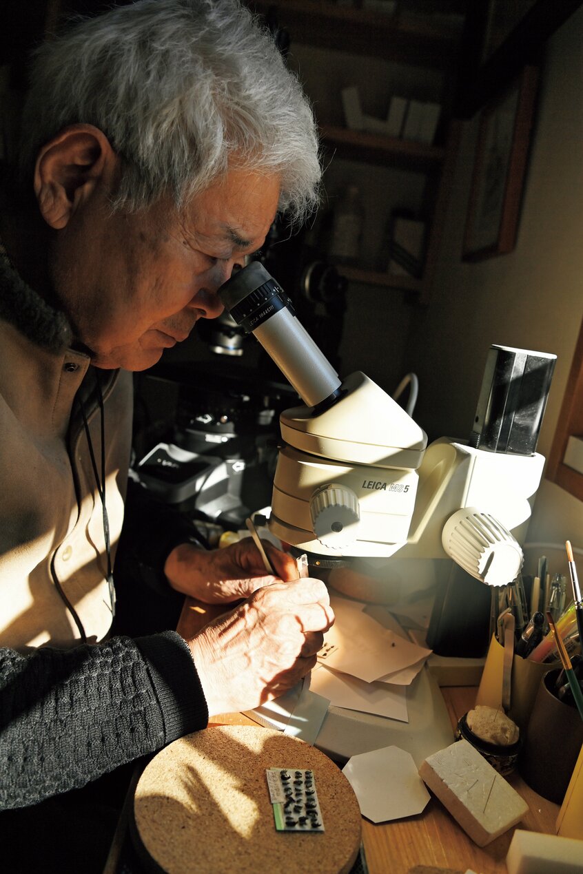 ライフワークの虫研究を行う養老孟司さん(撮影/東川哲也)
