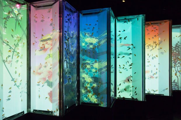 ビョウブリウムIIＥＣＯ　ＥＤＯ　日本橋　アートアクアリウム　２０１４江戸の納涼を現代風にアレンジした水中アート展。２０１１年から開催。デジタルアートと水槽を融合した美しい展示が人気で、毎年趣向を凝らした演出と新作の数々で違った顔を見せる。花鳥風月の映像と水槽内を泳ぐ金魚が融合した「ビョウブリウムII」は、その美しさにため息を漏らす人も（撮影／写真部・松永卓也）