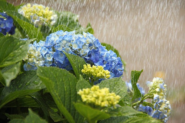 梅雨は情緒があって素敵だけど、何かと体調を崩しやすい季節でもありますね