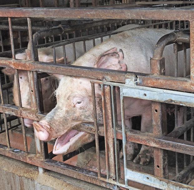 長期間の拘束で、柵をかみ続ける異常行動を見せる豚も＝認定ＮＰＯ法人アニマルライツセンター提供