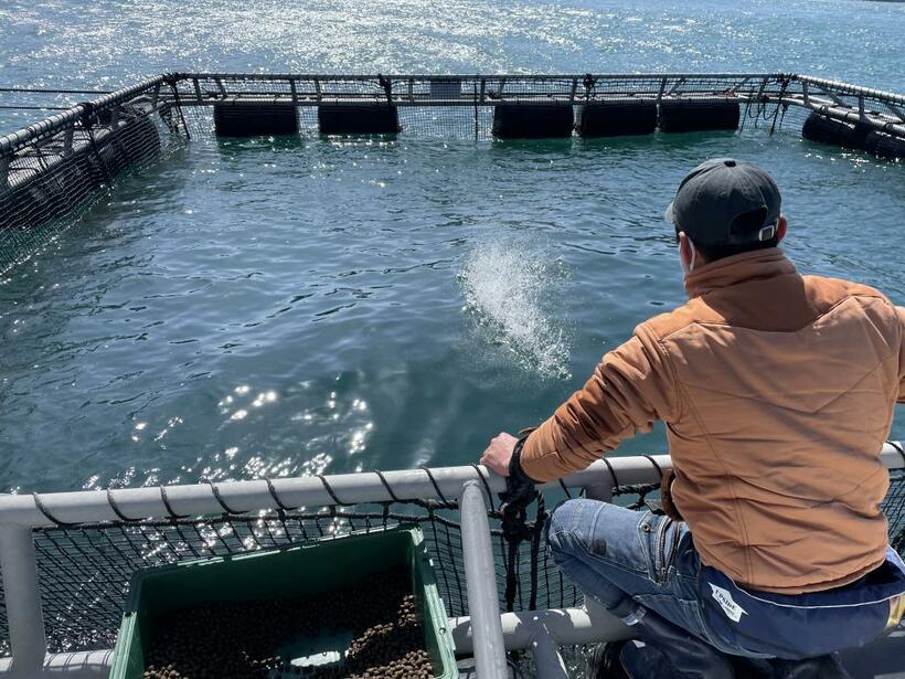 和歌山県でのオーガニックはまちの養殖の様子