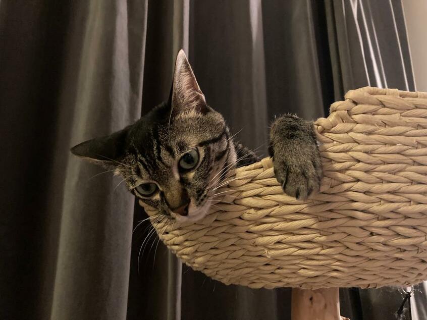 新調したキャットタワー、夜はここで「おやすみ~」(提供)