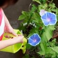 小学1年生が朝顔を育てるのはなぜ? 現役教師が考える「朝顔」が選ばれる5つの理由
