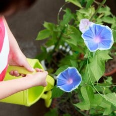 小学1年生が朝顔を育てるのはなぜ？　現役教師が考える「朝顔」が選ばれる5つの理由