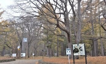 【2023年下半期ランキング社会編1位】北海道でゴキブリが「木にびっしり」…なぜ札幌の高級住宅街の隣が“聖域”となったのか