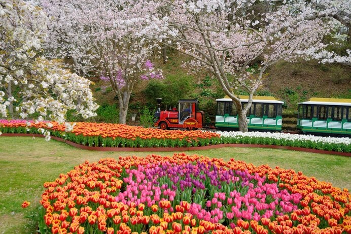 浜松フラワーパークの桜（静岡県）