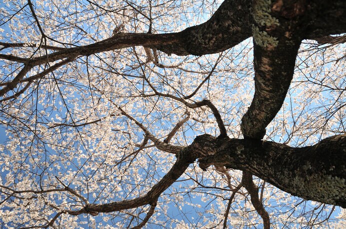 桜の樹の下には…「檸檬忌」は梶井基次郎を偲ぶのに最適な著作