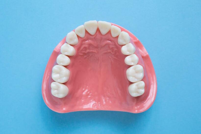 成人の歯は上下14本ずつ、計28本