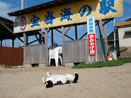 ここに来れば宝くじに当たる？“招き猫”がいる島 | AERA dot. (アエラドット)