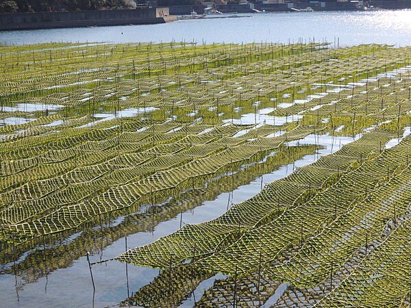 江戸時代に始まった海苔の養殖