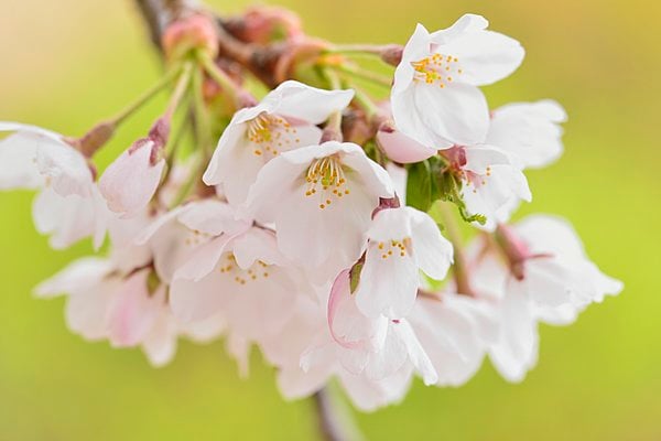 「桜」の花びらは先が割れている。花柄が長いのが特徴。