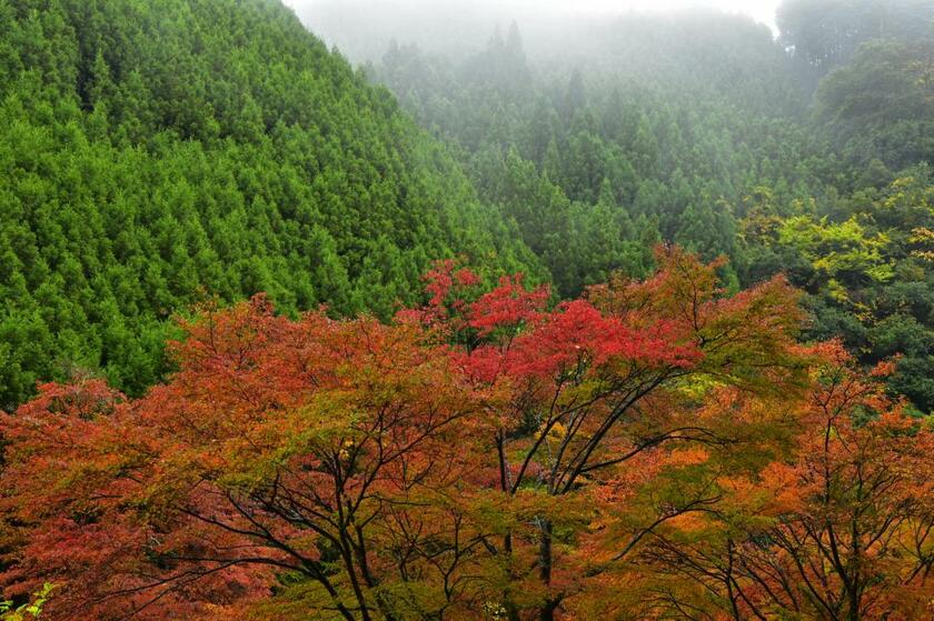 北山杉　（撮影／星野佑佳）