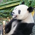 混迷を深める世界情勢、いまこそパンダが必要 「パンダ外交」も展開された“最高の外交官”