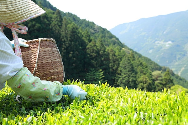 『茶摘み』の歌が聞こえてきそうな茶園の春の光景