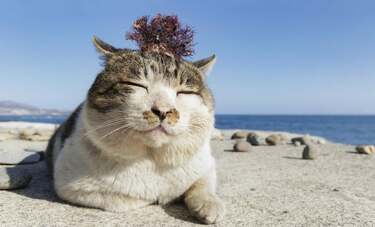 北海道・小樽の浜の「ビッグボス」、猫のケンジ　あちこちでかわいがられ9個の異名