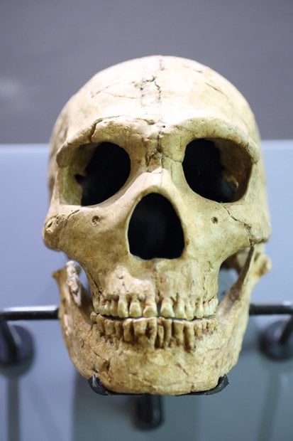 ネアンデルタール人の頭骨（※イメージ写真）