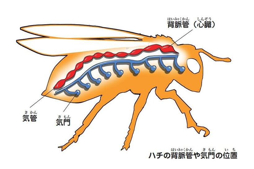 昆虫の心臓にあたる背脈管は背中側にある。この図のモデルはハチ（『昆虫世界のサバイバル3』から）（c）朝日新聞出版