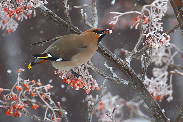 赤い実をほおばるキレンジャク。4～5年に1度、群れで渡来する不定期な冬鳥。