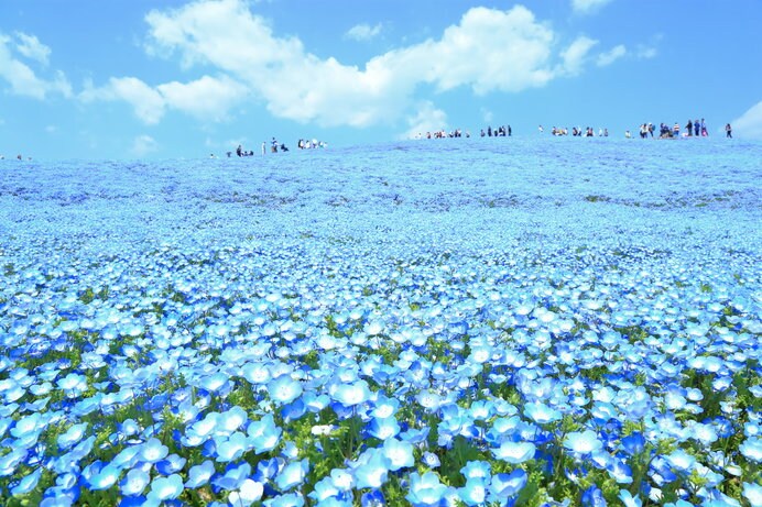 2品種約450万本のネモフィラで青く染まった「みはらしの丘」