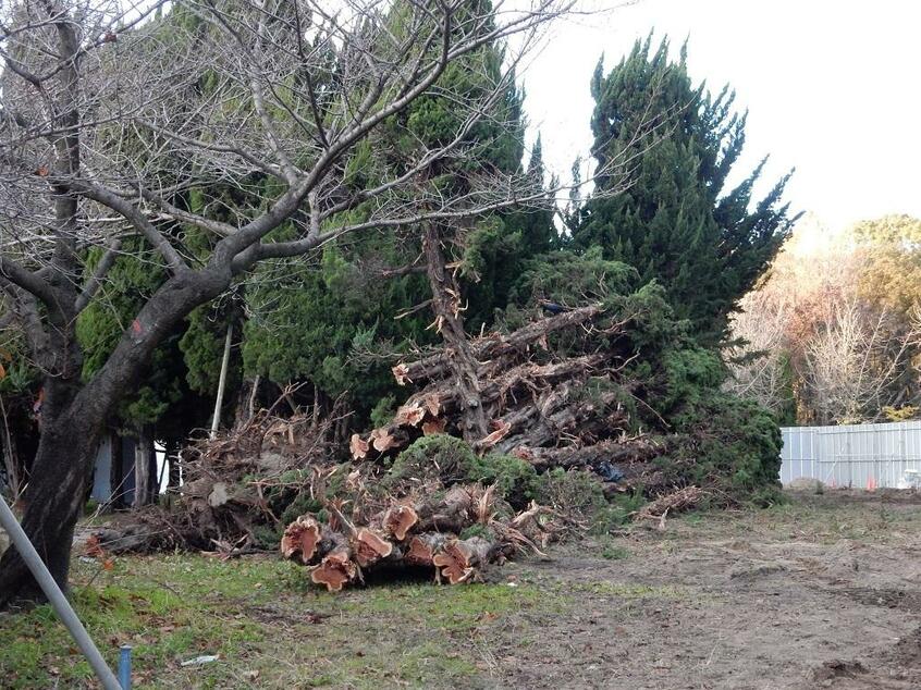 大阪城公園でレストランやカフェ建設のために樹木が伐採された/2017年12月9日撮影(写真:谷口るり子教授提供)