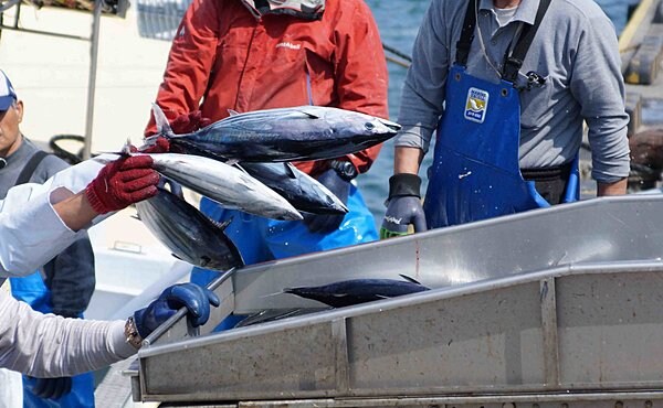 近海カツオ一本釣りは今が最盛期。最近では遠方から築地市場に空輸されることも！