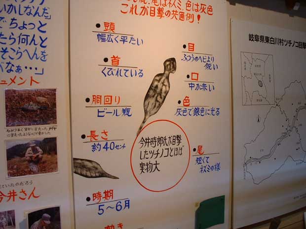 つちのこの特徴を説明する展示