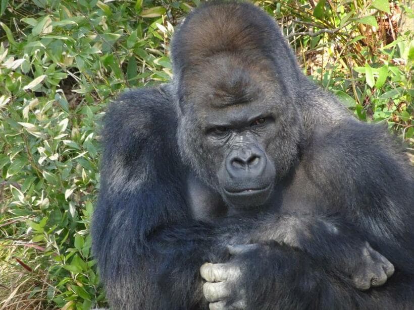 「イケメン顔」で女性を魅了した東山動植物園のシャバーニ（同園提供）