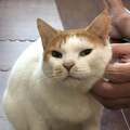 「おとなの猫を飼うのですか?」上海のボス猫と日本人夫婦の保護活動が日中友好の懸け橋に