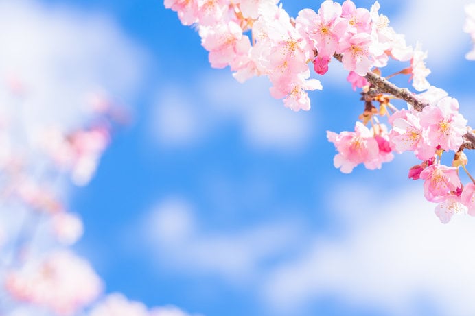 春爛漫の４月「卯月」。満開の花時が訪れる桜前線北上中！ | AERA dot