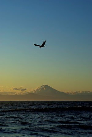 三浦半島の景勝地、三戸浜海岸で夏の夕方に撮影。海の向こうにかすんだ富士山の上にちょうど翼を広げた一羽のトンビが収まり、構図が決まっている。縦位置撮影が好きだという坂東さんが数枚連写した中の一枚だという