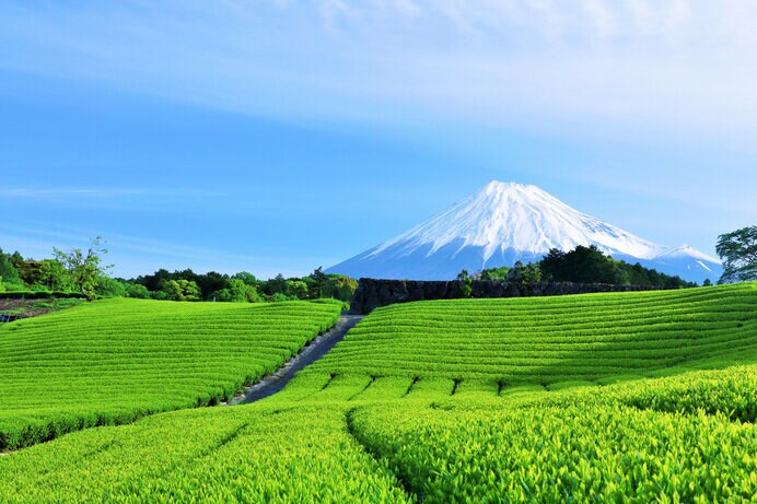 私たちが普段から飲んでいる日本茶のほとんどが「やぶきた」です