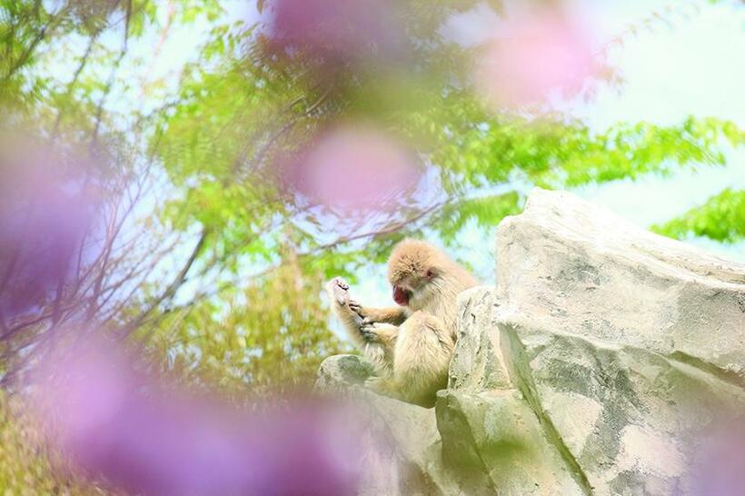 「サクラ」猿山から20メートルくらい離れた飼育場の外に咲いていたヤエザクラを前景にボカしてみた。ピンク色で春らしさを見せたかったので前ボケのサクラが暗くならないようにややオーバーめの露出に設定した■キヤノンEOS 7D Mark II・EF100～400ミリ F4．5～5．6L IS II USM・シャッター速度優先AE・1000分の1秒（絞りf5．6）・ISOオート（640）（撮影／井村淳）
<br />