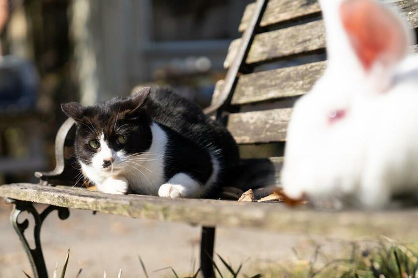 小学校で飼育されるウサギの代表格、日本白色種に警戒心MAXのひげちゃん。この直後、緊張に耐えかねてベンチから飛び降りた