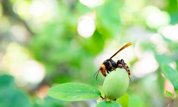 最恐・最悪の大害虫!? でも、もしスズメバチが全ていなくなったら… | AERA dot. (アエラドット)