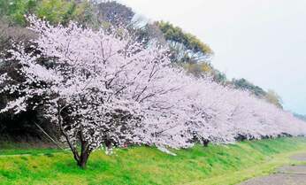 武将が家紋に使わなかった「桜」 由来に隠された理由とは
