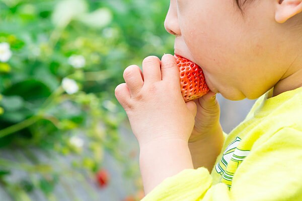 美味しいイチゴが1時間食べ放題!