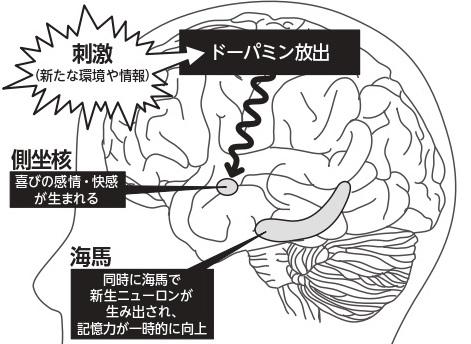 後述するドーパミンは、新たな記憶の獲得を促し、直前の嫌な記憶を消去する効果が期待できる