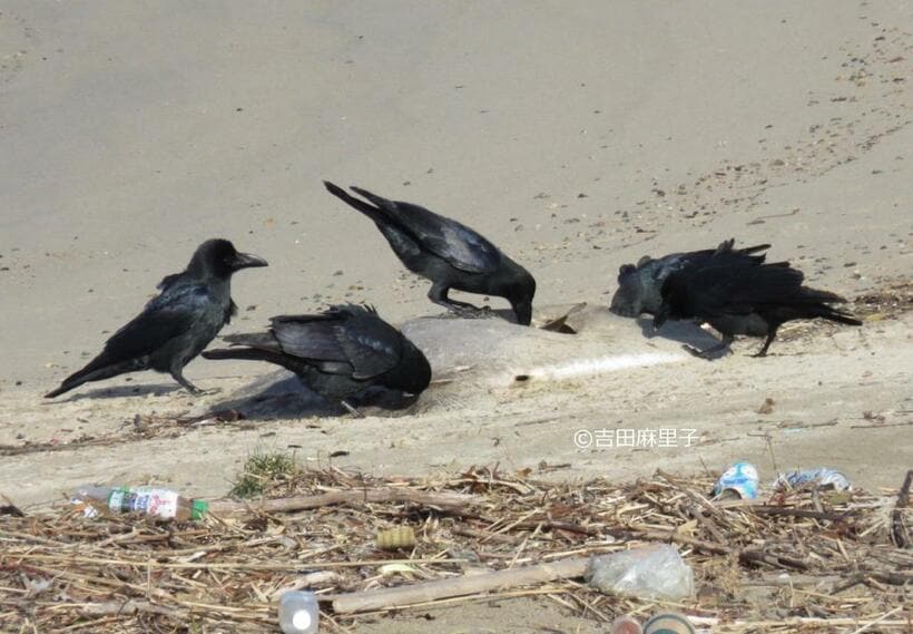 座礁したヤリマンボウの死体を突くハシブトガラス（c）吉田麻里子