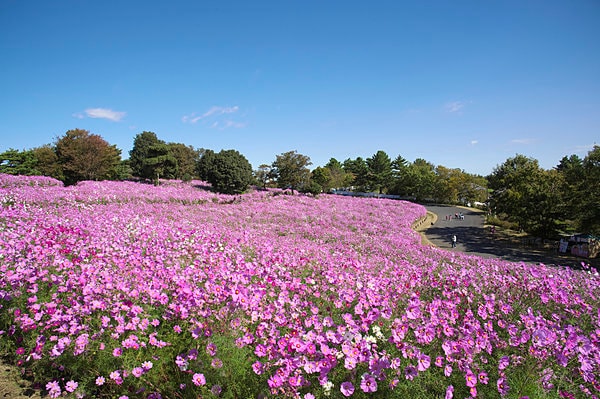 昭和記念公園のコスモス畑