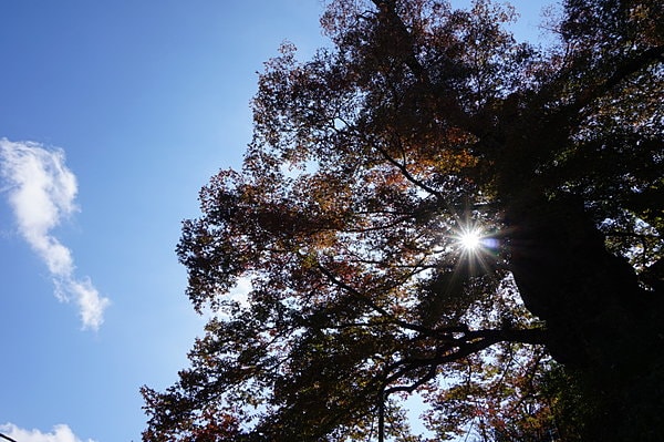 神聖な空気をまとう推定樹齢1200年の神代ケヤキ