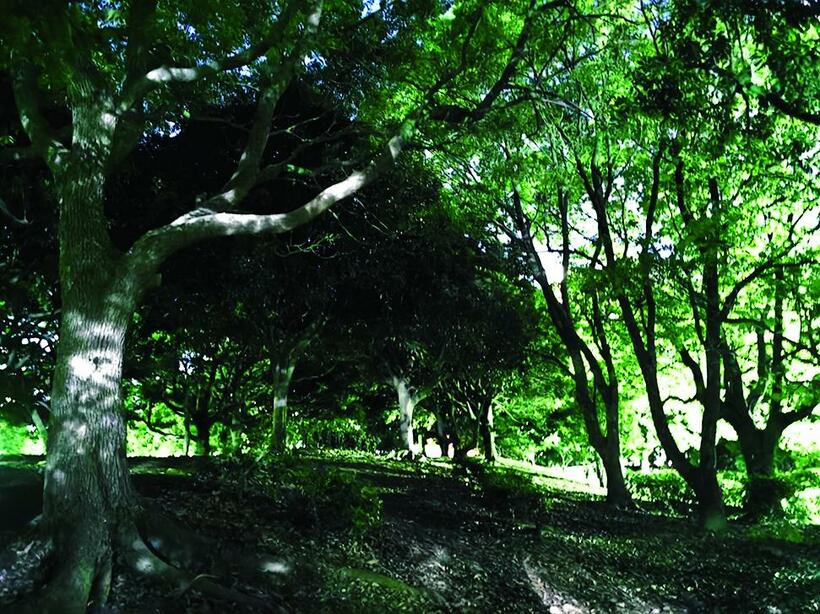 ISO40万9600の超高感度で撮影。実は歩くのにも支障があるぐらいの暗闇の公園で撮影している。これくらい暗いところでないと、使い道はないほどの高感度だが写る　●5.6ミリ時（27ミリ相当）・AE（絞りf1.6・0.5秒）・ISO40万9600・AWB・JPEG