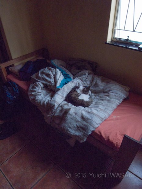 部屋に戻ると、私のベッドの上で猫が寝ていた。南アフリカは寒い。私の体温が残る布団が心地よかったのだろう。　ネルスプロイト・南アフリカ 2009年／Nelspruit,South Africa 2009