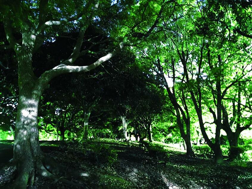 ISO40万9600の超高感度で撮影。実は歩くのにも支障があるぐらいの暗闇の公園で撮影している。これくらい暗いところでないと、使い道はないほどの高感度だが写る ●5.6ミリ時(27ミリ相当)・AE(絞りf1.6・0.5秒)・ISO40万9600・AWB・JPEG
