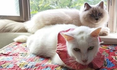 置き去り猫とボス引退の老猫はバツグンの相性　穏やかな暮らしに感じる「2匹は家族そのもの」
